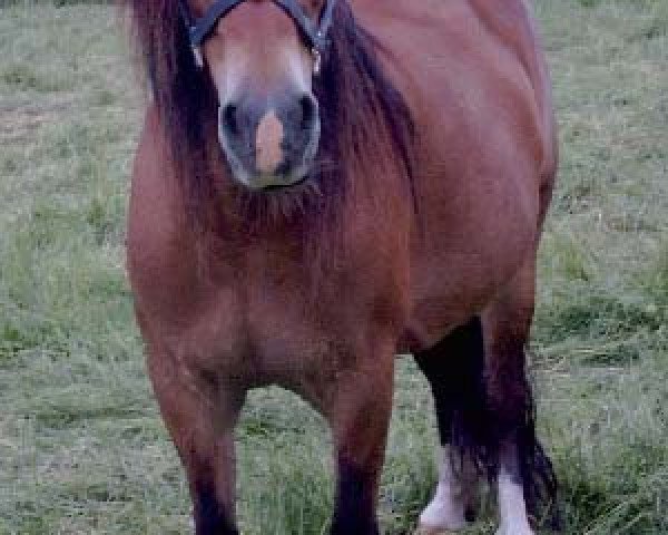 Zuchtstute Gwen (Welsh-Cob (Sek. D), 1986, von Parc Welsh Flyer)