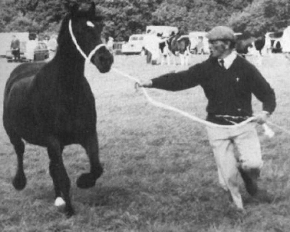 broodmare Deicin Seren (Welsh-Cob (Sek. D), 1978, from Parc Welsh Flyer)