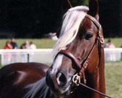 Deckhengst Degla Country Flyer (Welsh-Cob (Sek. D), 1983, von Parc Welsh Flyer)