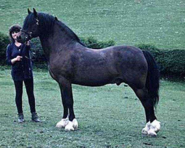 stallion Craignant Flyer (Welsh-Cob (Sek. D), 1977, from Parc Welsh Flyer)