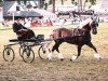 stallion Rhystyd Flyer (Welsh-Cob (Sek. D), 1974, from Parc Welsh Flyer)