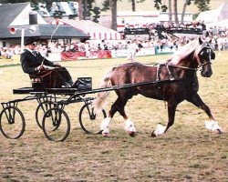 Deckhengst Rhystyd Flyer (Welsh-Cob (Sek. D), 1974, von Parc Welsh Flyer)