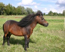 Pferd Windo A137 (Shetland Pony, 1982, von Winzo A 95)