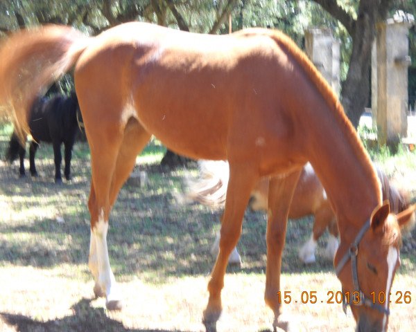 Pferd Antalia (Sella Italiano, 2011, von Landprinz I)