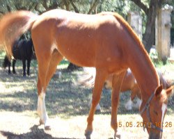 horse Antalia (Sella Italiano, 2011, from Landprinz I)