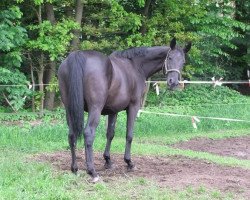 broodmare Sherly Holmes (Hanoverian, 1995, from Sherlock Holmes)