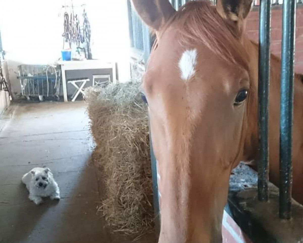dressage horse Brighton Bobby (Westphalian, 2014, from Belconi)