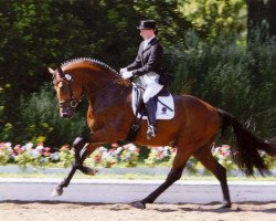 stallion Coronados-Boy (Holsteiner, 2003, from Coronado I)