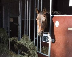 broodmare Biscaya Rose (Westphalian, 2004, from Brentano II)