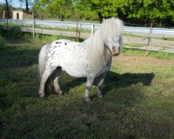 Deckhengst Ramses (Dt.Part-bred Shetland Pony, 2005, von Rivale)