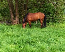 Springpferd Diogenes 27 (KWPN (Niederländisches Warmblut), 2008, von Colandro)