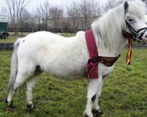 Deckhengst Marlo (Dt.Part-bred Shetland Pony, 2006, von Magic)