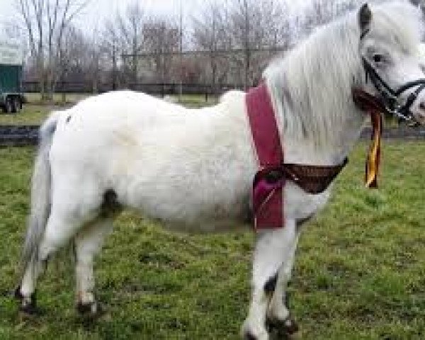 stallion Marlo (Dt.Part-bred Shetland pony, 2006, from Magic)