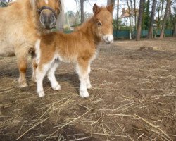 stallion Kim vom Rehgraben (Shetland pony (under 87 cm), 2014, from Braveheart of Dream Fields)