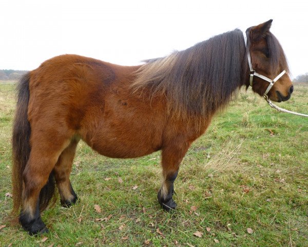 broodmare Dieudonne v. stal Ankeveen (Shetland pony (under 87 cm), 2010, from Pino v.d.Zwaanshoek)