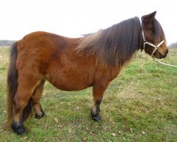 Zuchtstute Dieudonne v. stal Ankeveen (Shetland Pony (unter 87 cm), 2010, von Pino v.d.Zwaanshoek)