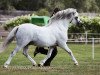 Deckhengst Polaris Victor (Welsh Mountain Pony (Sek.A), 1995, von Blackhill Picalo)
