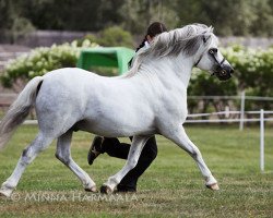 stallion Polaris Victor (Welsh mountain pony (SEK.A), 1995, from Blackhill Picalo)