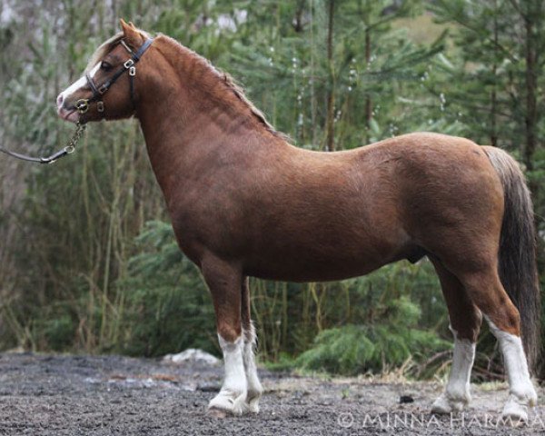 stallion Rookery Jackpot (Welsh mountain pony (SEK.A), 2004, from Dukeshill Magnum)