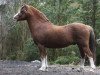 stallion Rookery Jackpot (Welsh mountain pony (SEK.A), 2004, from Dukeshill Magnum)