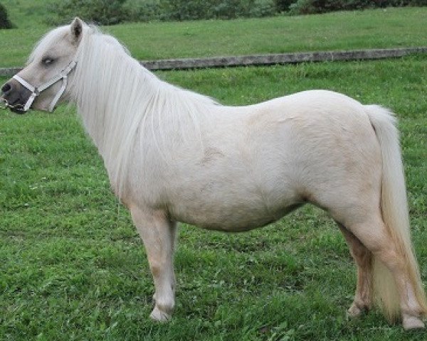 horse Dame Blance v. d. Stal Brommelo (Shetland pony (under 87 cm), 2010, from Sander van de Hoefslag)