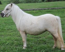 Pferd Dame Blance v. d. Stal Brommelo (Shetland Pony (unter 87 cm), 2010, von Sander van de Hoefslag)