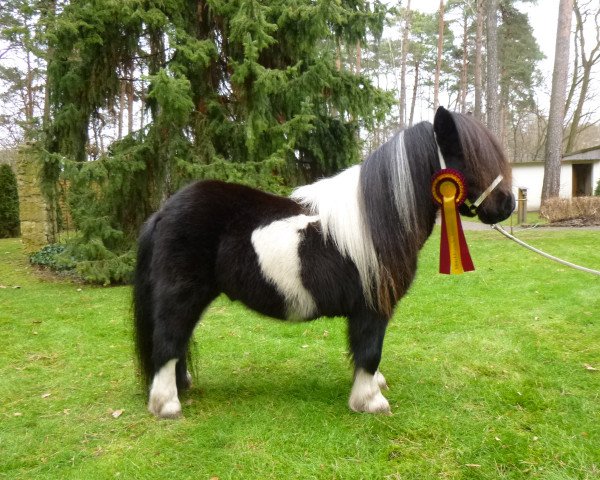 Deckhengst Blackertor Malachite (Shetland Pony (unter 87 cm), 2010, von Kerswell Mosaic)