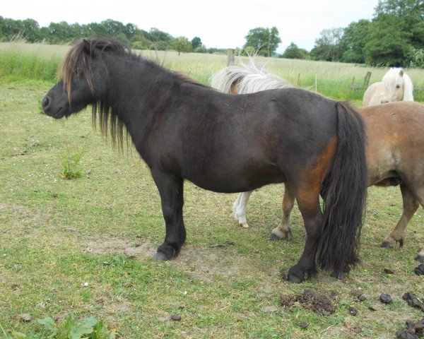 broodmare Trina von Warfen (Shetland pony (under 87 cm), 2003, from Larry v. h. Wolmker)