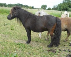 Zuchtstute Trina von Warfen (Shetland Pony (unter 87 cm), 2003, von Larry v. h. Wolmker)