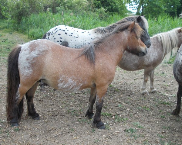 Zuchtstute Lollipop (Dt.Part-bred Shetland Pony,  , von Wantsley Mithril)