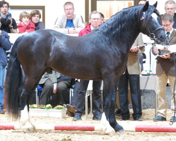 stallion Meisterhof's Porthos (Welsh-Cob (Sek. D), 2007, from Thorndonpark Prince)
