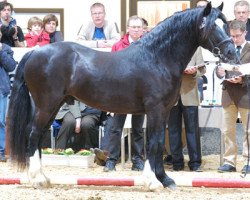 Deckhengst Meisterhof's Porthos (Welsh-Cob (Sek. D), 2007, von Thorndonpark Prince)