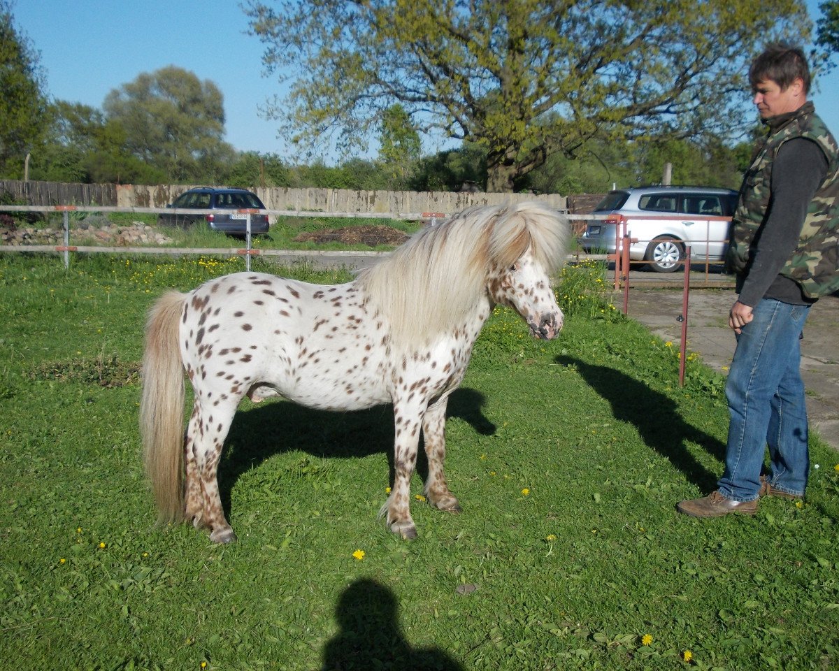 stallion Magic (Dt.Part-bred Shetland pony, 1997, from Wantsley Mithril)