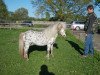 Deckhengst Magic (Dt.Part-bred Shetland Pony, 1997, von Wantsley Mithril)