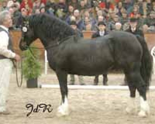 stallion Thorndonpark Prince (Welsh-Cob (Sek. D), 1993, from Nebo Prince)