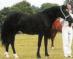 Zuchtstute Søndergårds Melody (Welsh-Cob (Sek. D), 1999, von Thorndonpark Prince)