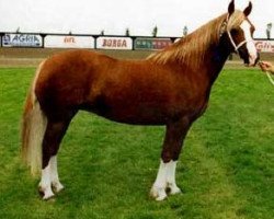 broodmare Tynybryn Miss Poppydyn (Welsh-Cob (Sek. D), 1988, from Nebo Daniel)