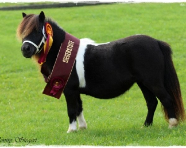 Zuchtstute Dione v.d. Bredeweg (Shetland Pony (unter 87 cm), 2010, von Ziemar v.d. Meerdijk)