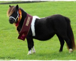 broodmare Dione v.d. Bredeweg (Shetland pony (under 87 cm), 2010, from Ziemar v.d. Meerdijk)