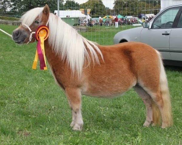 Zuchtstute Tosca vom Rehgraben (Shetland Pony (unter 87 cm), 2010, von Pinoccio of Jaeboruder)