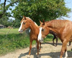 Springpferd Luna (Kleines deutsches Reitpferd, 2013, von Dance On Top)