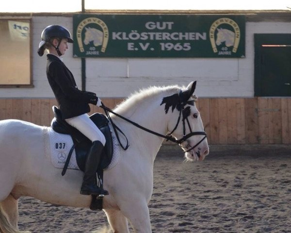 Pferd Snowie (Tinker / Irish Cob / Gypsy Vanner, 2002, von Sligo)