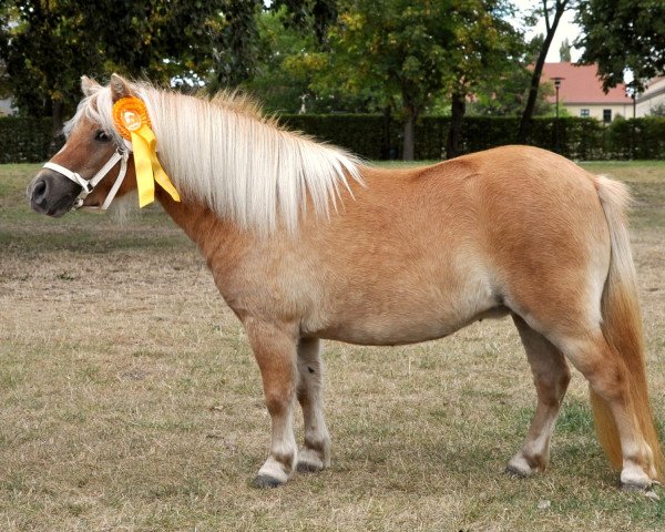 Zuchtstute Klara vom Rehgraben (Shetland Pony (unter 87 cm), 2009, von Salsa v. stal ginnekedijk)