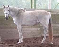 Pferd Westwind WF (Westfale, 1996, von Westpoint)