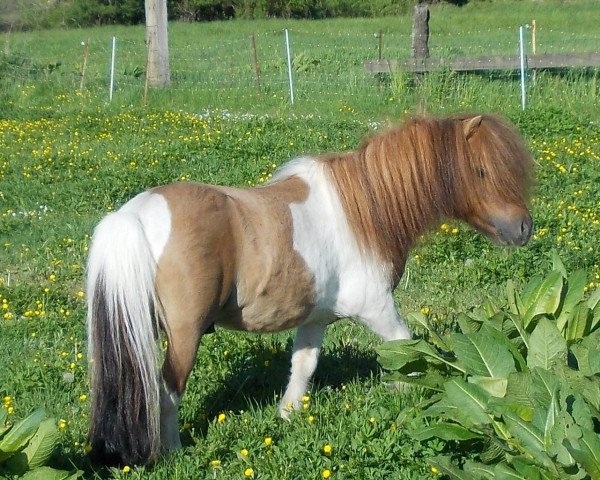 stallion Donington (Shetland pony (under 87 cm), 2005, from Briar Desmond)