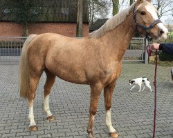 broodmare Ma Belle (German Riding Pony, 2003, from Mentos)