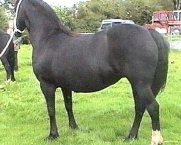 Zuchtstute Penllwynuchel Seren Olaf (Welsh-Cob (Sek. D), 1987, von Furthermoors Solomon)