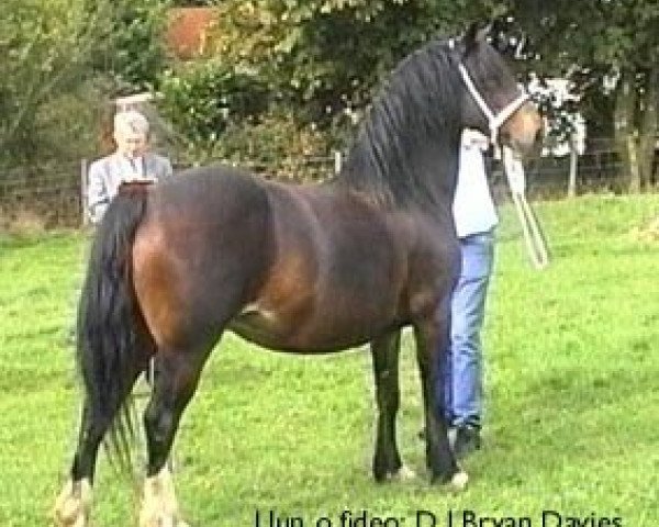 Zuchtstute Penllwynuchel Sioned (Welsh-Cob (Sek. D), 1990, von Nebo Daniel)