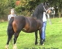 broodmare Penllwynuchel Sioned (Welsh-Cob (Sek. D), 1990, from Nebo Daniel)