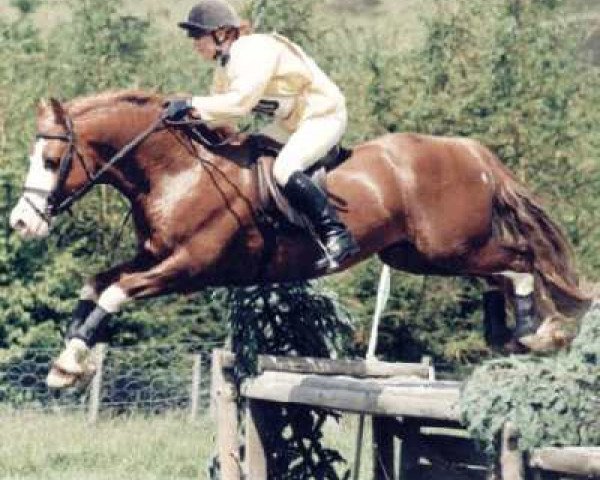 Pferd Ogwr Prys (Welsh-Cob (Sek. D), 1990, von Nebo Daniel)